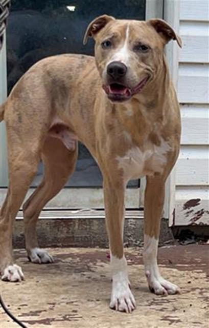 adoptable Dog in San Antonio, TX named MAJOR