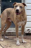 adoptable Dog in  named MAJOR
