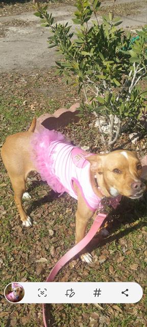 adoptable Dog in San Antonio, TX named CHICA