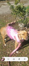 adoptable Dog in  named CHICA