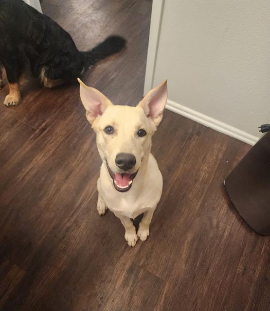 adoptable Dog in San Antonio, TX named A736339