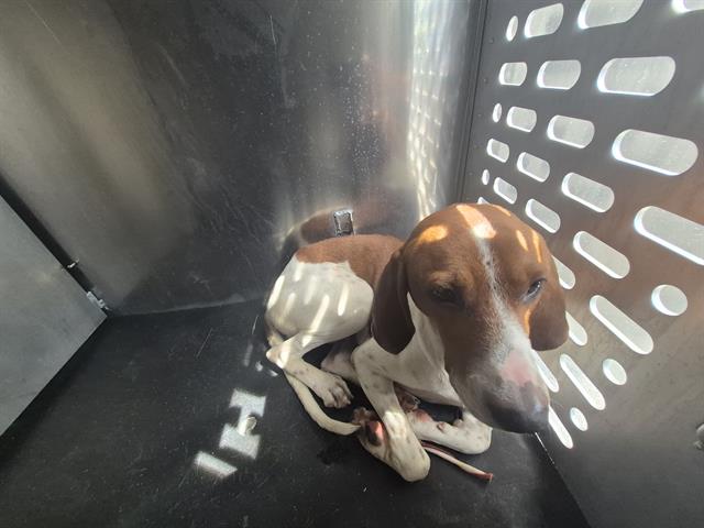 adoptable Dog in San Antonio, TX named PHIL