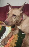 adoptable Dog in  named CASH