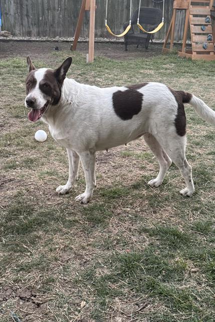 adoptable Dog in San Antonio, TX named SAM
