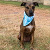 adoptable Dog in  named PEPO