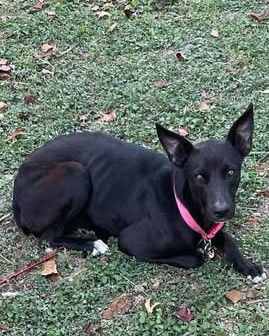 adoptable Dog in San Antonio, TX named FLAKA