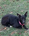 adoptable Dog in  named FLAKA