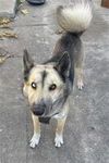 adoptable Dog in  named ROCKY