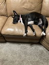 adoptable Dog in  named BAILEY