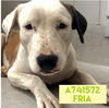 adoptable Dog in  named FRIA
