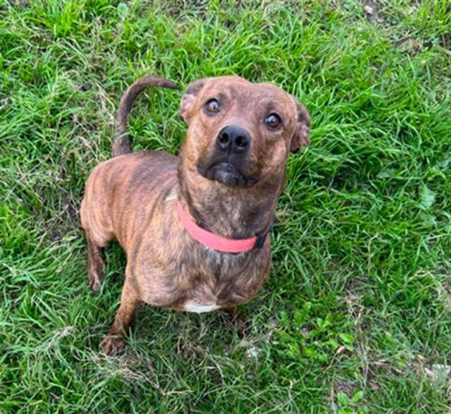 adoptable Dog in San Antonio, TX named BAILEY