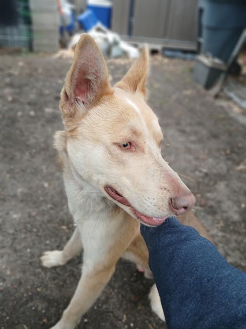 adoptable Dog in San Antonio, TX named ACE