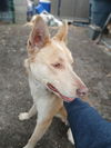 adoptable Dog in  named ACE