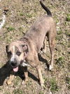 adoptable Dog in  named FRIDA