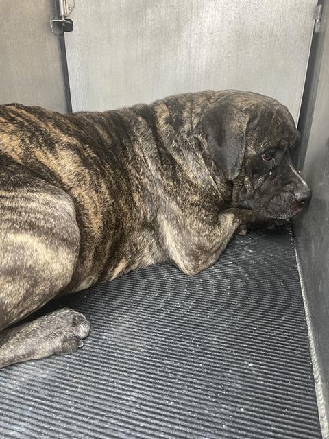 adoptable Dog in San Antonio, TX named MERCY