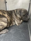 adoptable Dog in  named MERCY