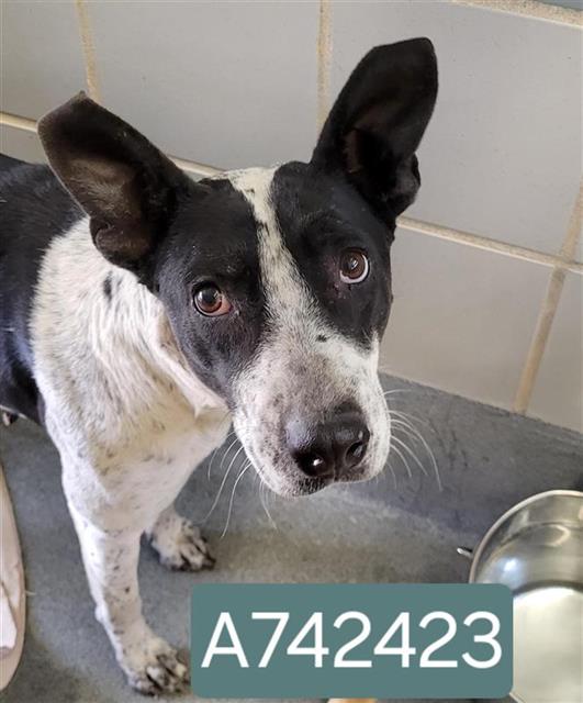adoptable Dog in San Antonio, TX named MAUI