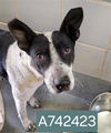 adoptable Dog in  named MAUI
