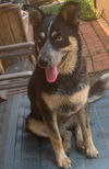 adoptable Dog in  named SKY