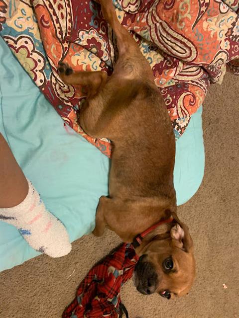 adoptable Dog in San Antonio, TX named CHARLIE