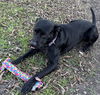 adoptable Dog in  named BARBIE