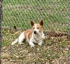 adoptable Dog in  named POLO
