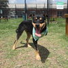 adoptable Dog in  named BANJO