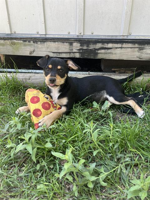adoptable Dog in San Antonio, TX named BROWNIE GIRL