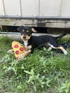 adoptable Dog in  named BROWNIE GIRL