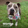 adoptable Dog in  named MARTHA