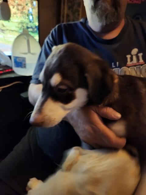 adoptable Dog in San Antonio, TX named KJ