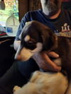 adoptable Dog in  named KJ