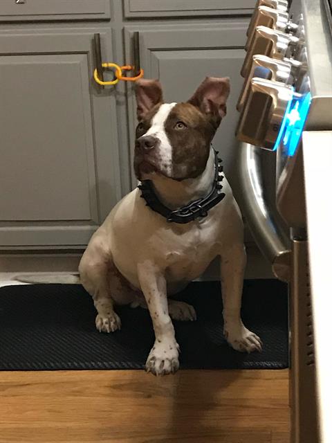 adoptable Dog in San Antonio, TX named JUICE