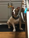 adoptable Dog in  named JUICE