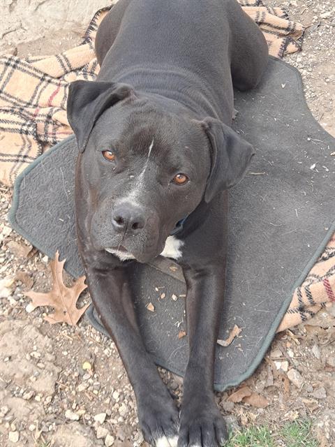 adoptable Dog in San Antonio, TX named PUMPKIN