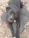 adoptable Dog in  named PUMPKIN