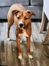 adoptable Dog in  named LOUIE