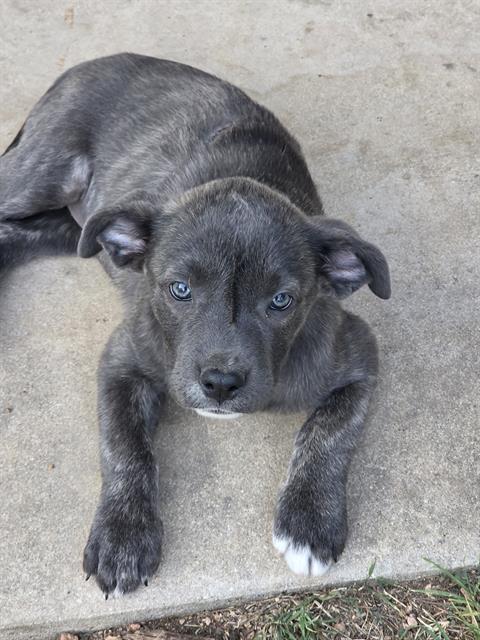 adoptable Dog in San Antonio, TX named SKY