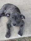 adoptable Dog in  named SKY