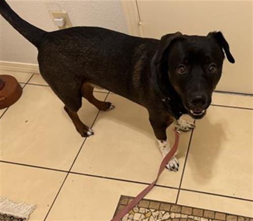 adoptable Dog in San Antonio, TX named SIMBA