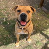 adoptable Dog in  named BUSTER