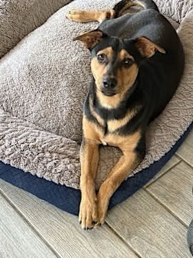 adoptable Dog in San Antonio, TX named SEBASTIAN
