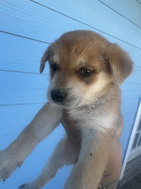 adoptable Dog in San Antonio, TX named A748392