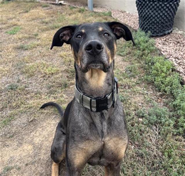 adoptable Dog in San Antonio, TX named DEBO