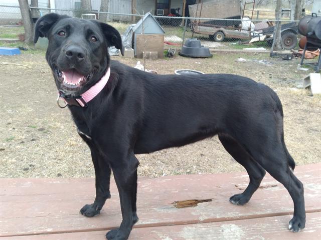 adoptable Dog in San Antonio, TX named SOPHIA