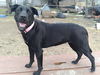 adoptable Dog in  named SOPHIA