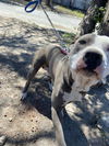 adoptable Dog in  named DATSON