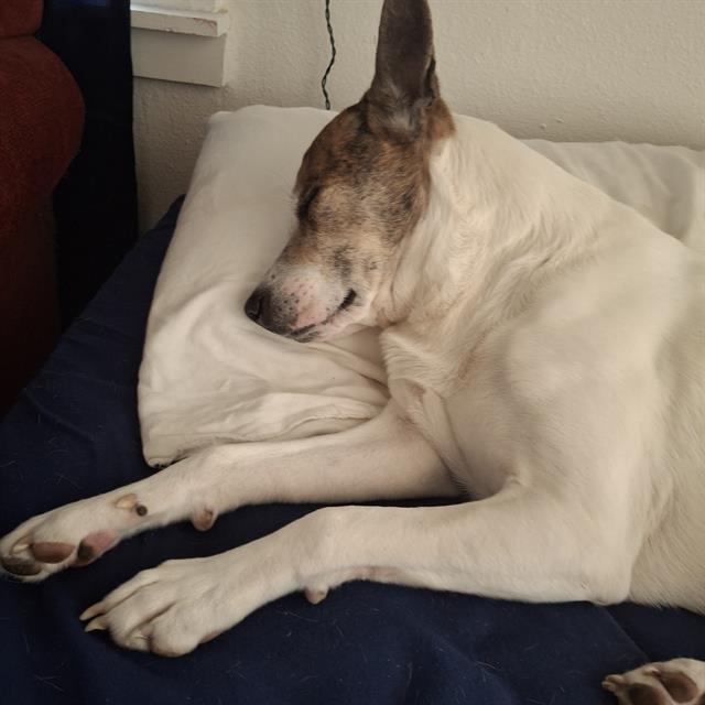 adoptable Dog in San Antonio, TX named KHALIFA