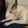 adoptable Dog in  named KHALIFA