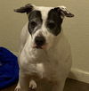 adoptable Dog in  named MISTLETOE